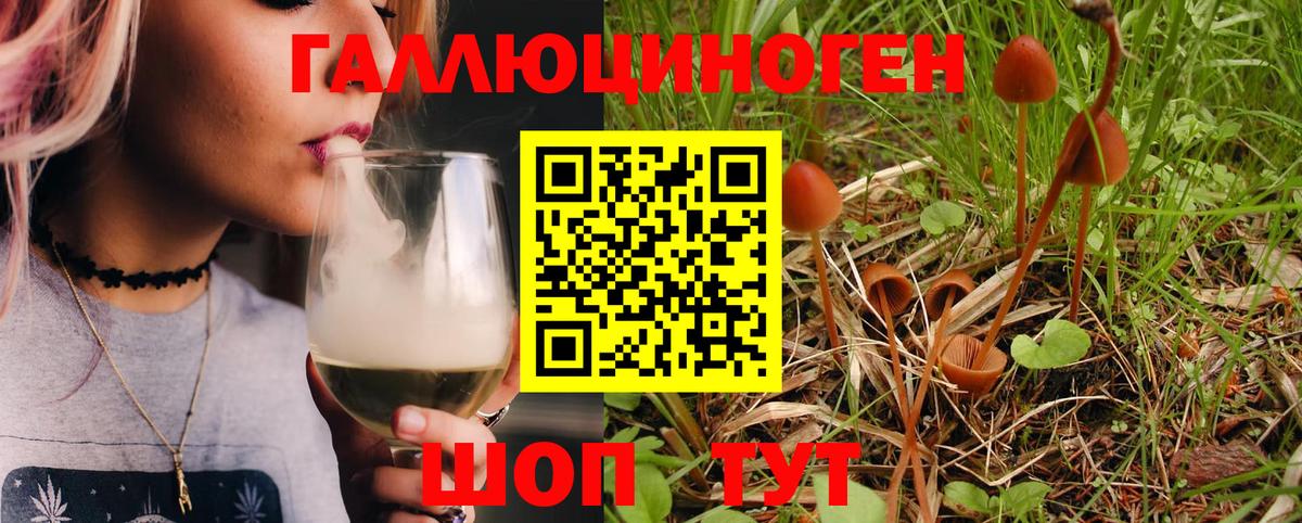 Псилоцибиновые грибы Psilocybine cubensis Саранск